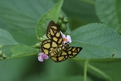 Odina hieroglyphica ortina