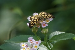 Odina hieroglyphica ortina