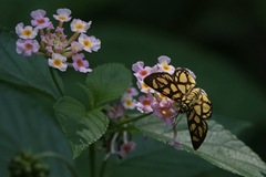 Odina hieroglyphica ortina
