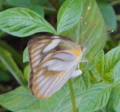 Appias libythea peducaea