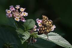 Odina hieroglyphica ortina