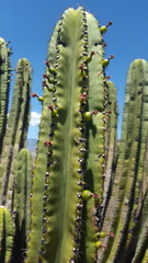 Myrtillocactus schenckii