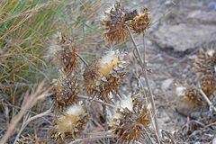 Cynara cardunculus