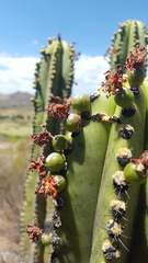 Myrtillocactus schenckii