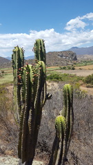 Myrtillocactus schenckii