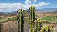 Myrtillocactus schenckii