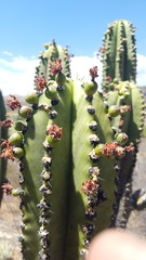 Myrtillocactus schenckii
