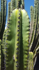 Myrtillocactus schenckii