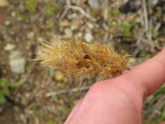 Geochloa rufa