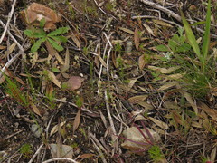 Troglophyton parvulum