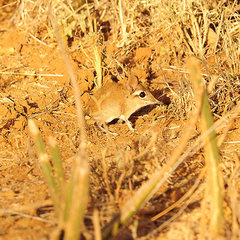 Galegeeska rufescens