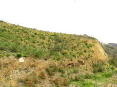 Geochloa rufa