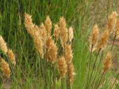 Geochloa rufa
