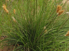 Geochloa rufa