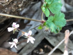Pelargonium littorale