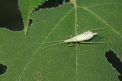Oecanthus indicus