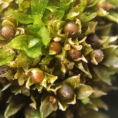 Physcomitrium patens