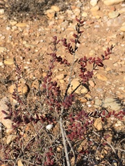 Amaranthaceae