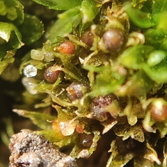 Physcomitrium patens