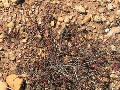 Amaranthaceae