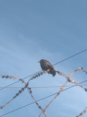 Sturnus vulgaris