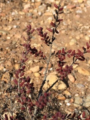 Amaranthaceae