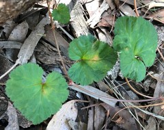 Pelargonium littorale