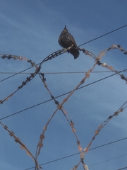 Sturnus vulgaris