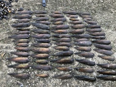 Lanceolaria acrorrhyncha