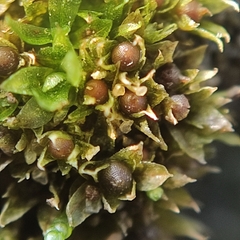 Physcomitrium patens