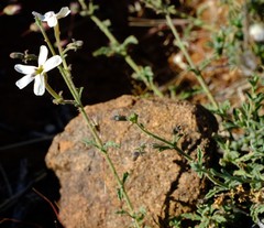 Jamesbrittenia incisa