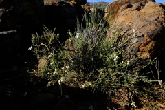 Jamesbrittenia incisa