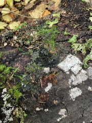 Collema subflaccidum