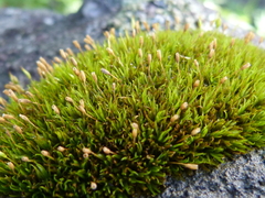 Ptychomitrium crassinervium