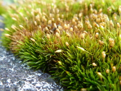 Ptychomitrium crassinervium