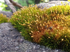 Ptychomitrium crassinervium