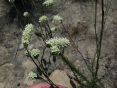 Phyllopodium elegans