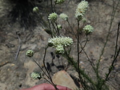 Phyllopodium elegans