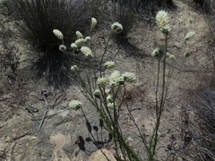Phyllopodium elegans