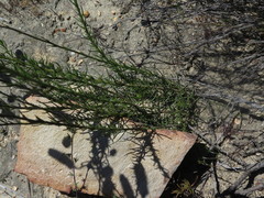 Phyllopodium elegans