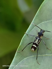 Xylotrechus javanicus