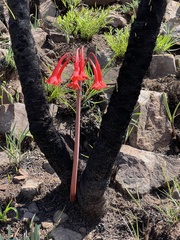 Cyrtanthus contractus