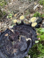 Phaeolus schweinitzii