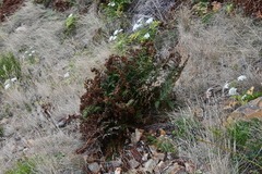 Athyrium yokoscense