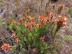 Mimetes capitulatus