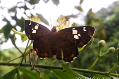 Coladenia indrani