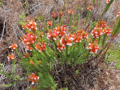 Mimetes capitulatus