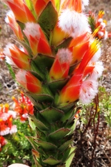 Mimetes capitulatus