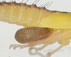 Epipyropidae