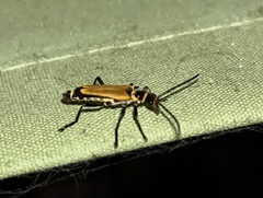 Chauliognathus flavipennis